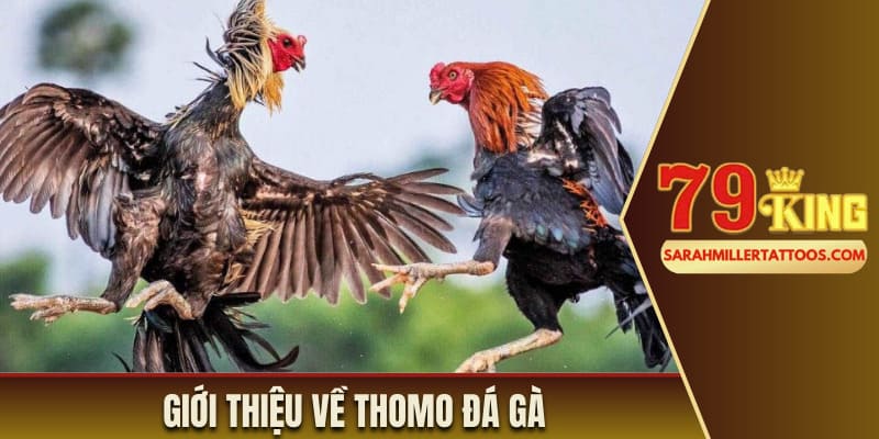 Giới thiệu về Thomo đá gà