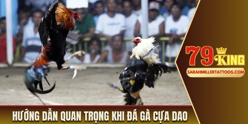 Hướng dẫn quan trọng khi đá gà cựa dao